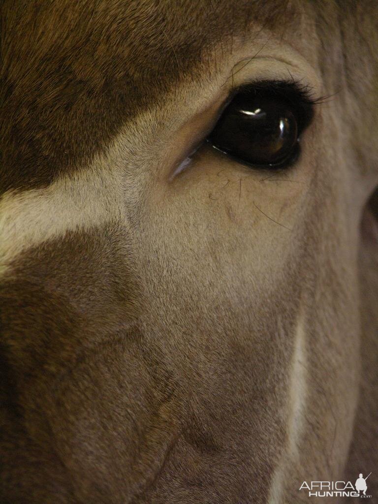 Taxidermy Kudu