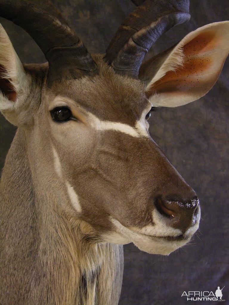 Taxidermy Kudu