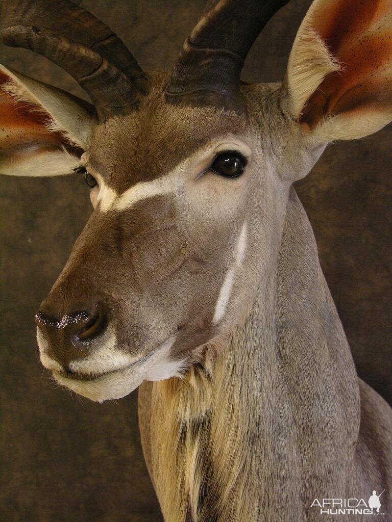 Taxidermy Kudu