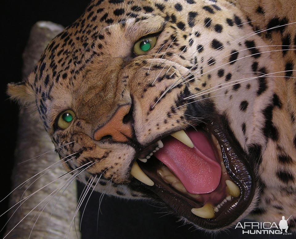Taxidermy Leopard Mount Close-up