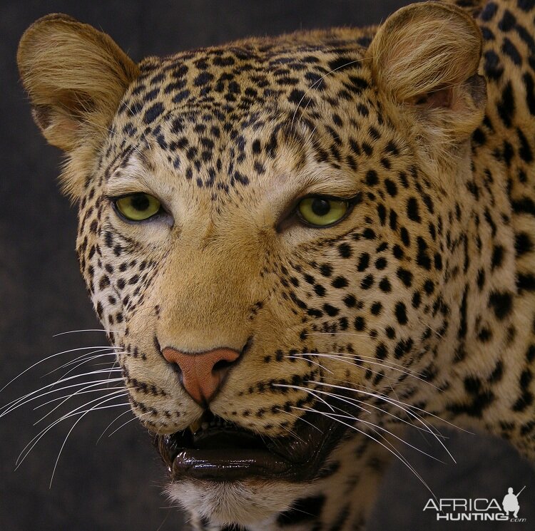 Taxidermy Leopard Mount