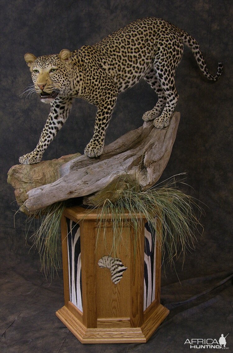 Taxidermy Leopard Mount