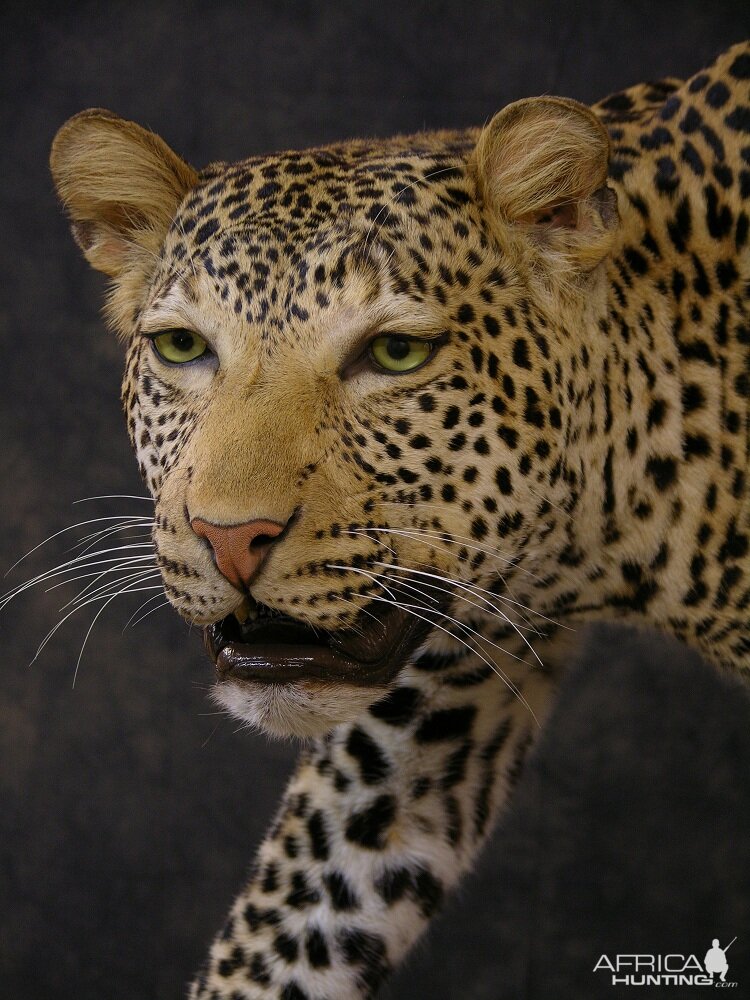 Taxidermy Leopard Mount