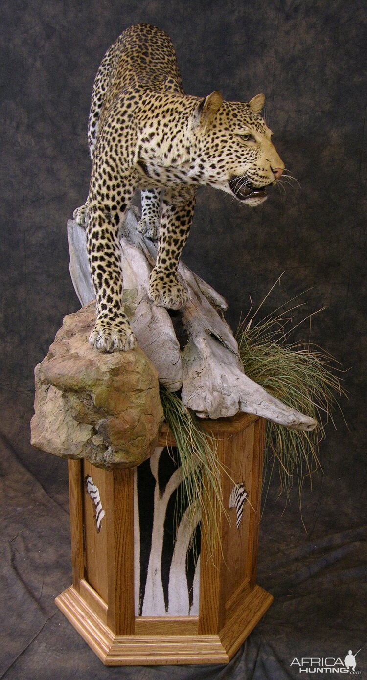 Taxidermy Leopard Mount