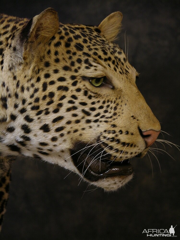 Taxidermy Leopard Mount