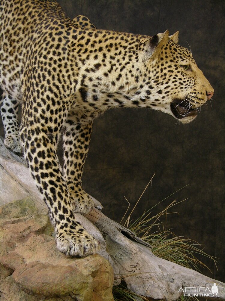 Taxidermy Leopard Mount