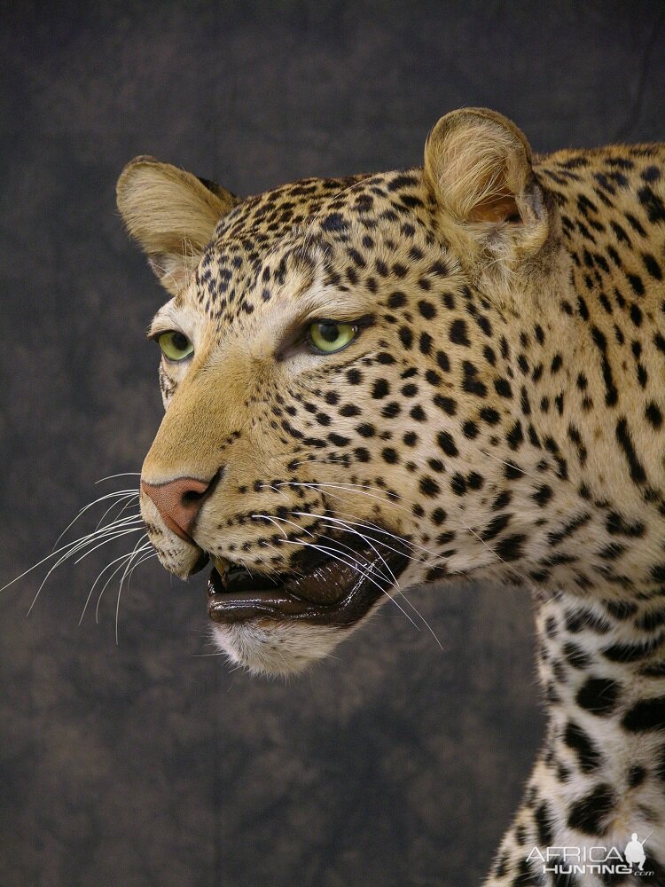 Taxidermy Leopard Mount