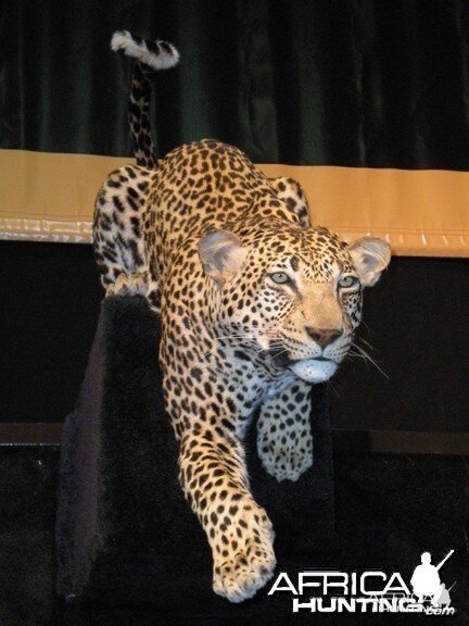 Taxidermy Leopard