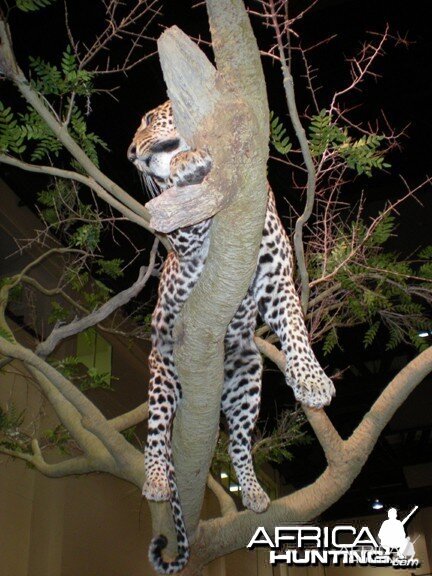 Taxidermy Leopard