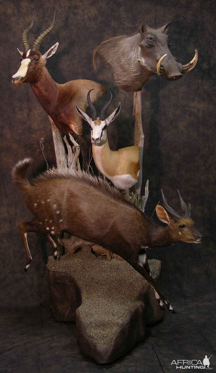 Taxidermy Life Size With Pedestals A Real Space Saver Mount