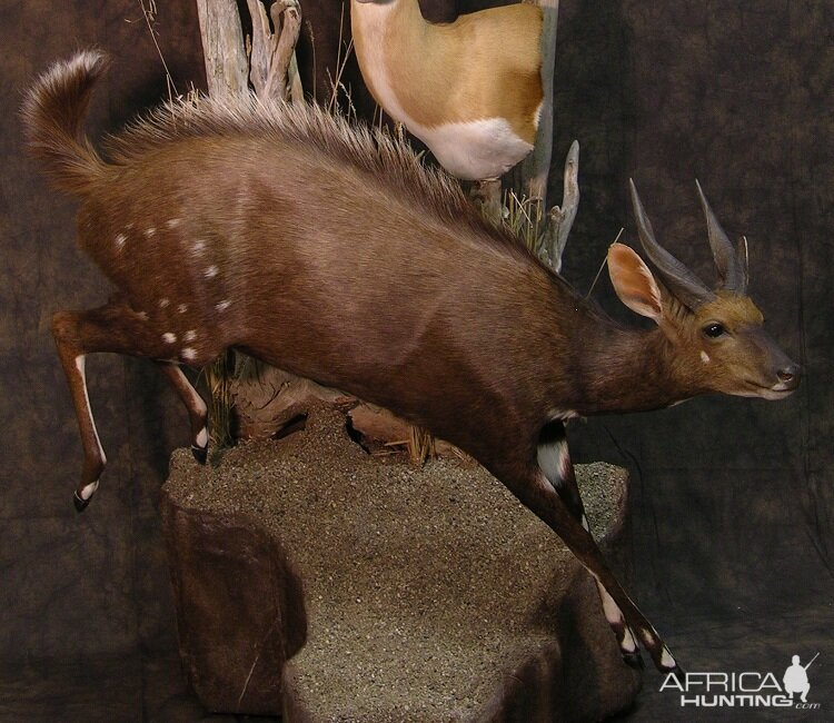 Taxidermy Life Size With Pedestals A Real Space Saver Mount