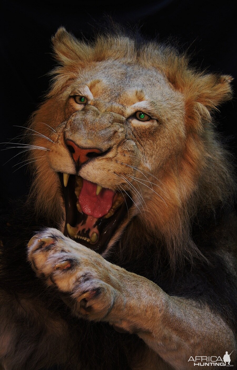 Taxidermy Lion Close Up Mount