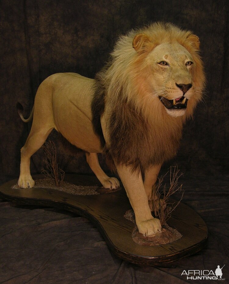 Taxidermy Lion Mount