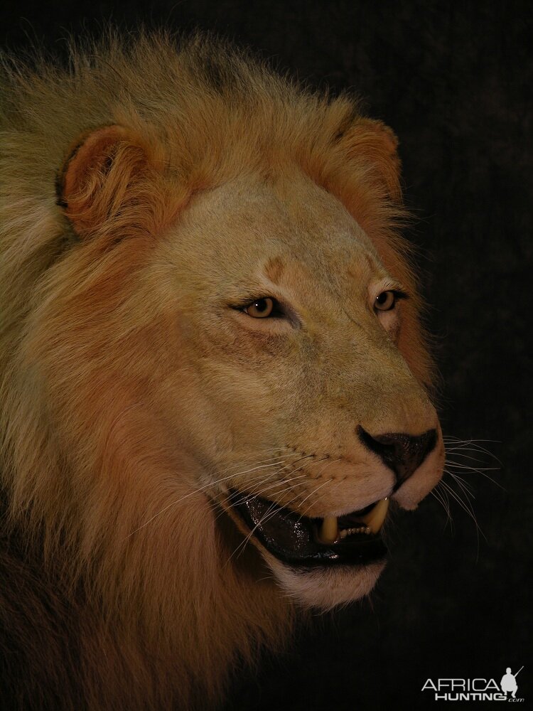 Taxidermy Lion Mount