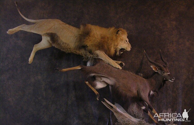 Taxidermy Lion Nyala Mount Scene