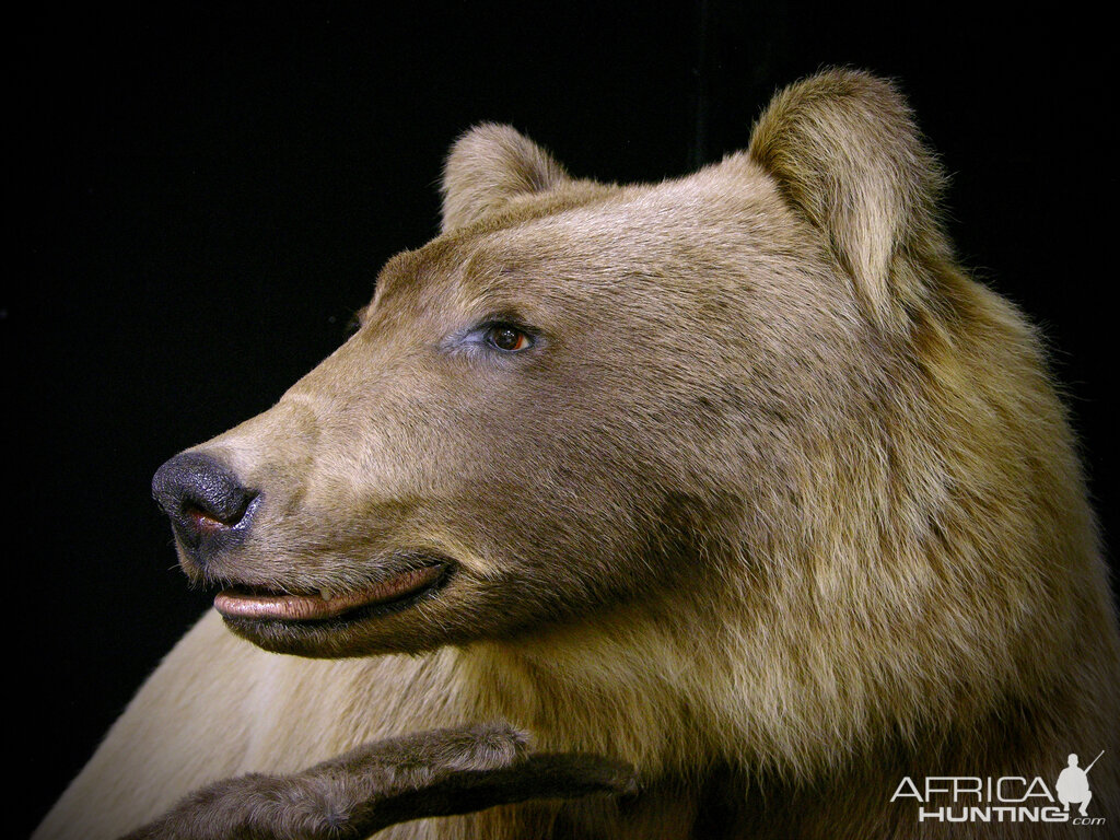 Taxidermy Mountain Grizzly Full Mount