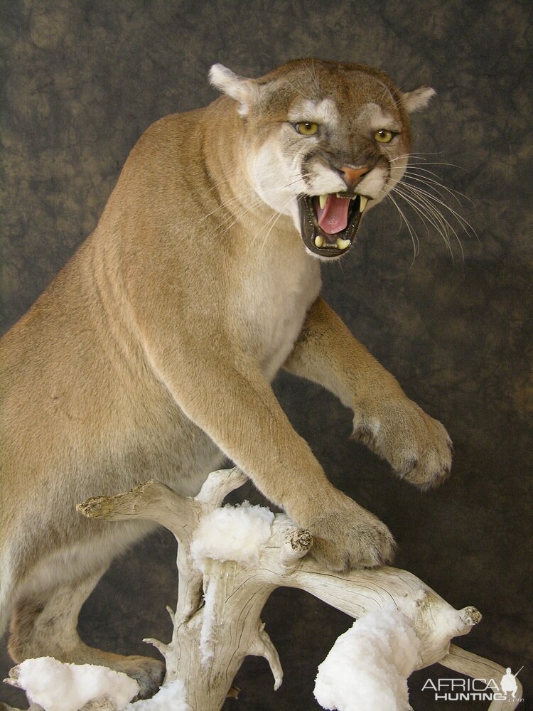 Taxidermy Mountain Lion On A Branch