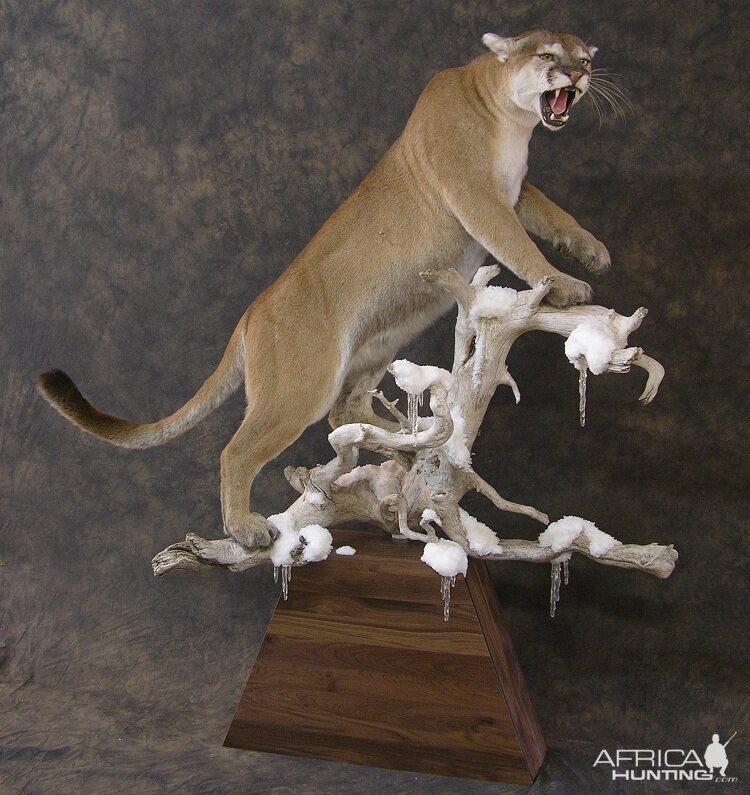 Taxidermy Mountain Lion On A Branch