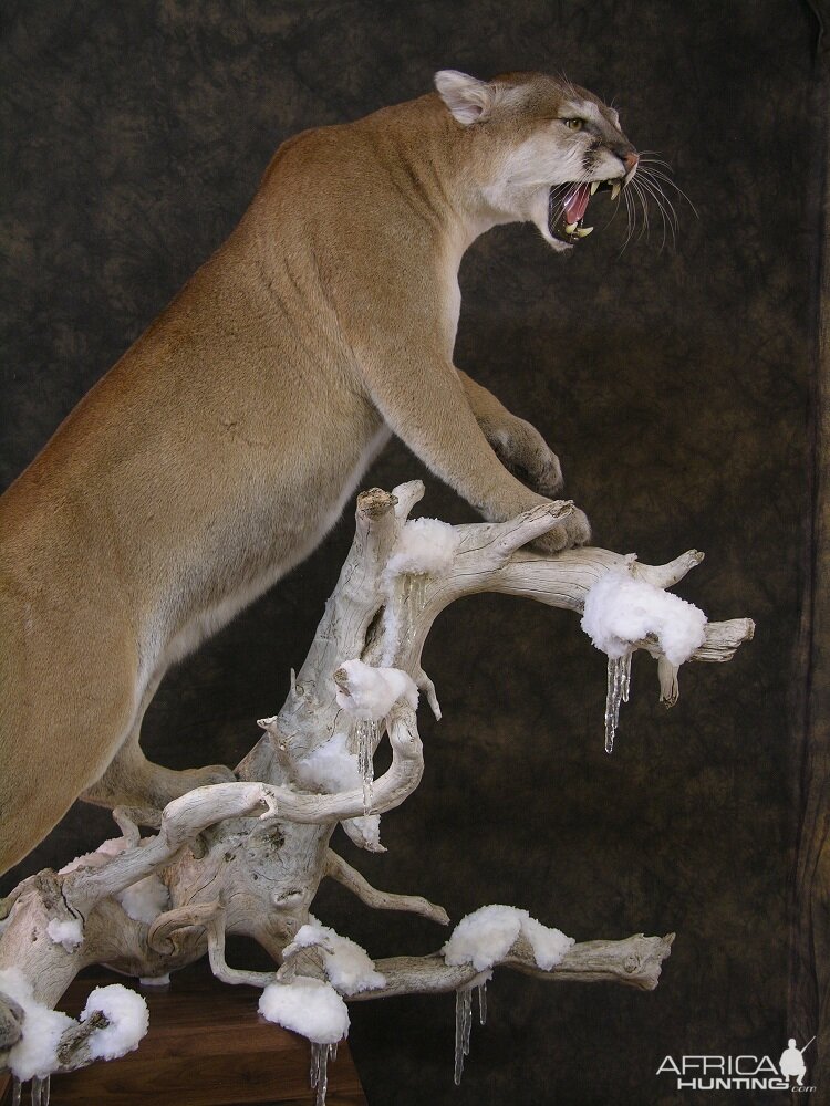 Taxidermy Mountain Lion On A Branch