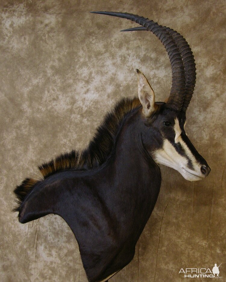 Taxidermy Nice Sable Mount