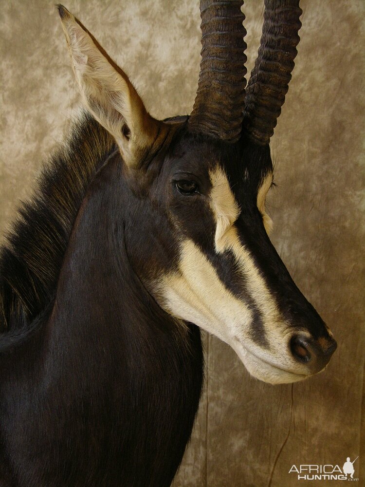 Taxidermy Nice Sable Mount