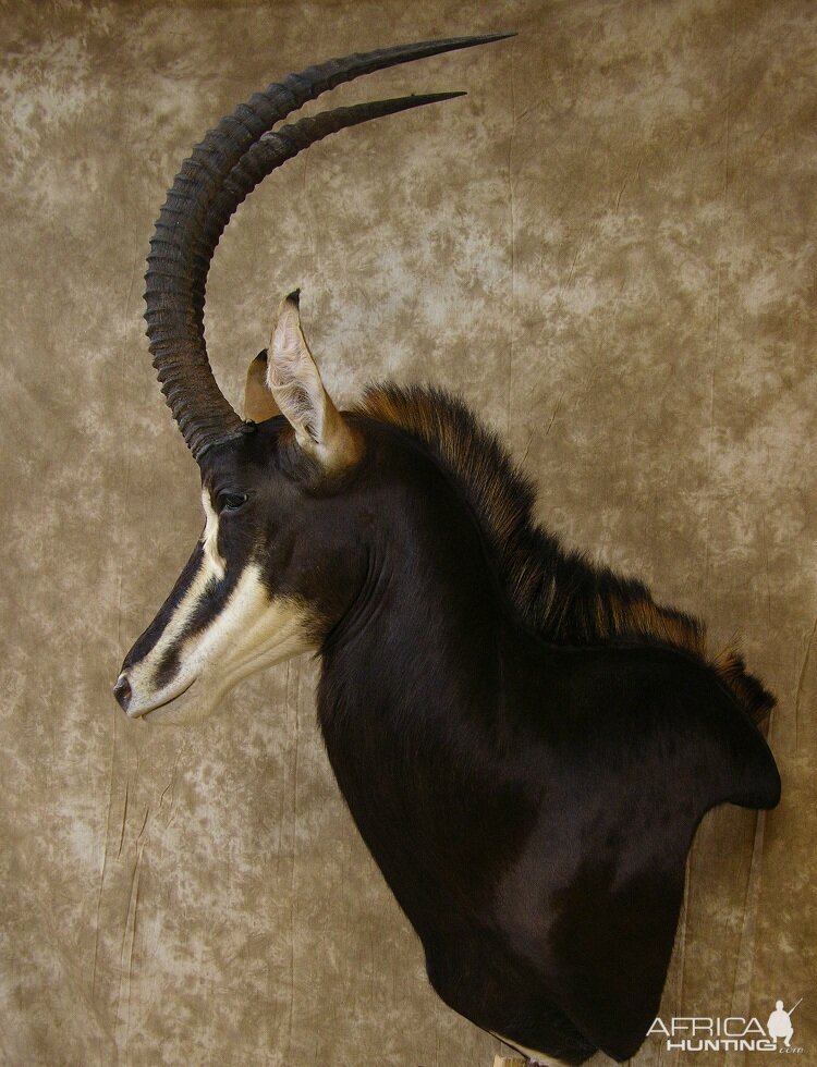 Taxidermy Nice Sable Mount