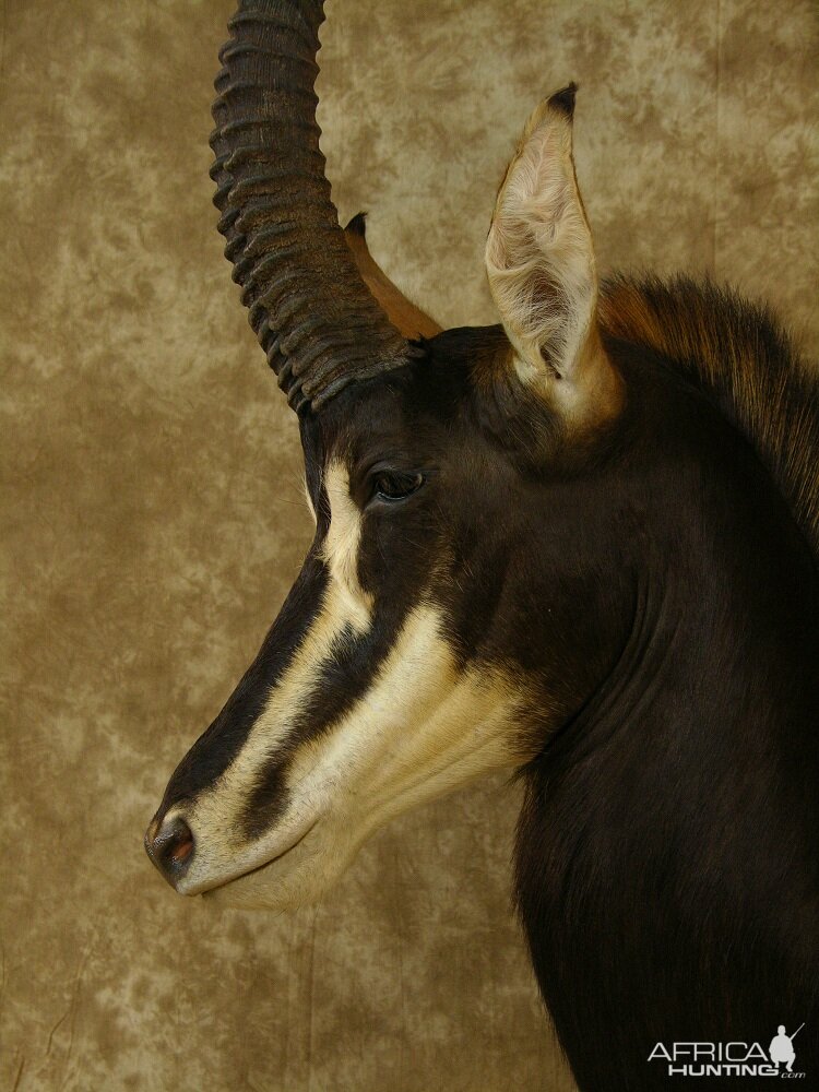 Taxidermy Nice Sable Mount