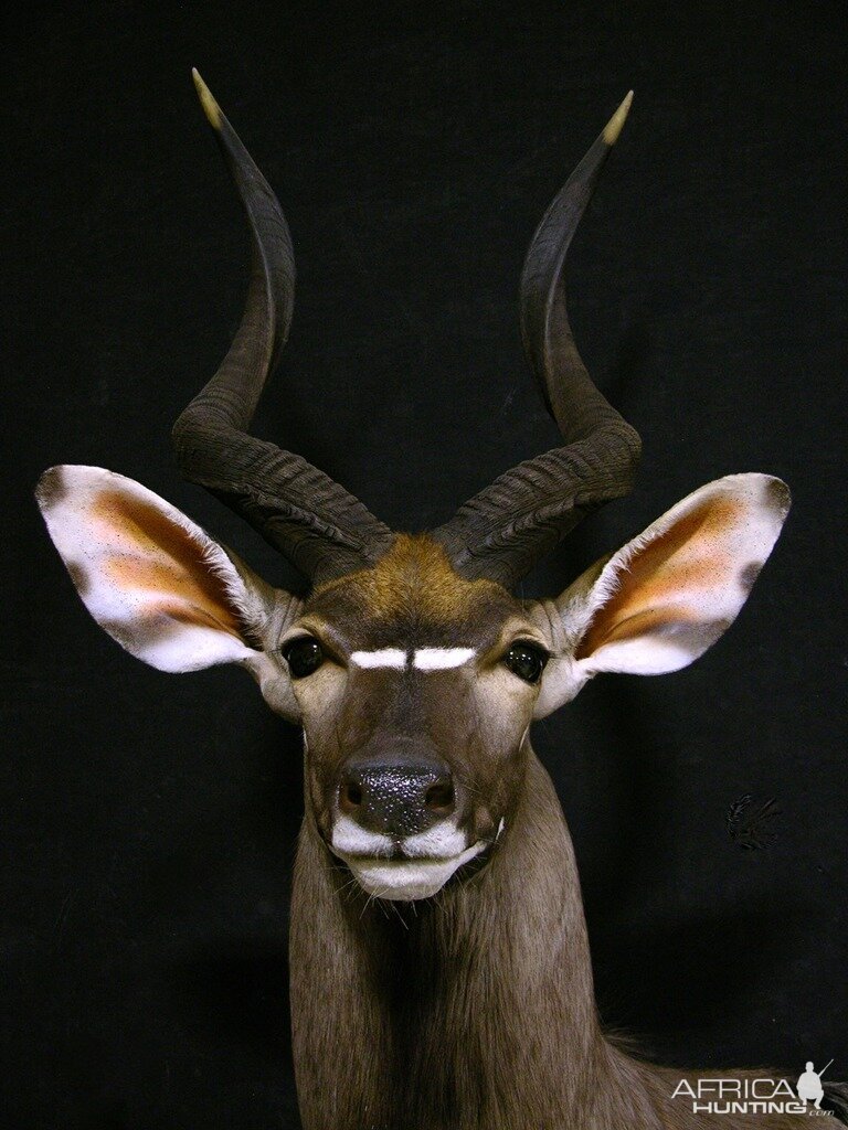 Taxidermy Nyala 30" Inch Shoulder Mount