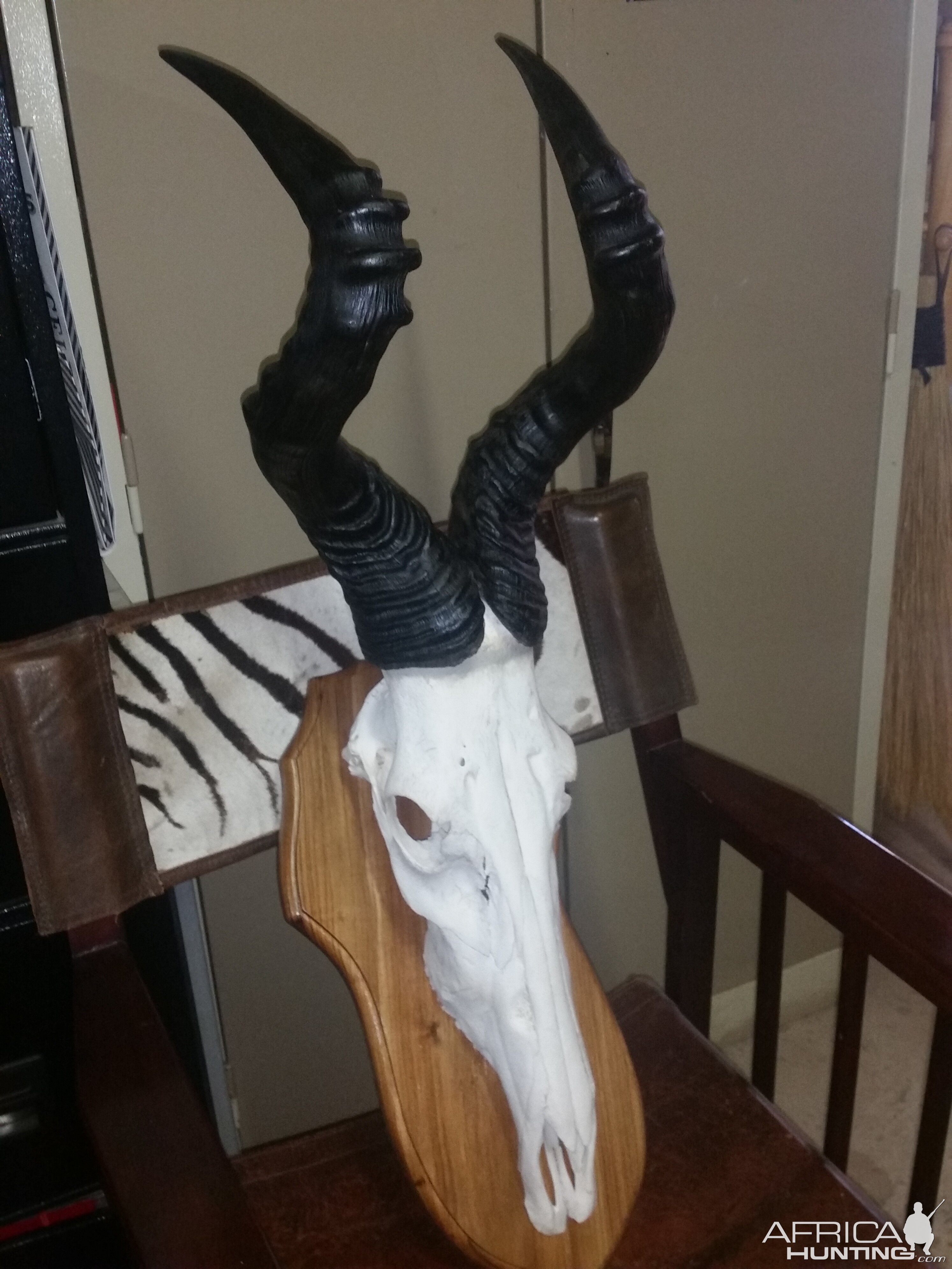 Taxidermy Red Hartebeest Skull Mount