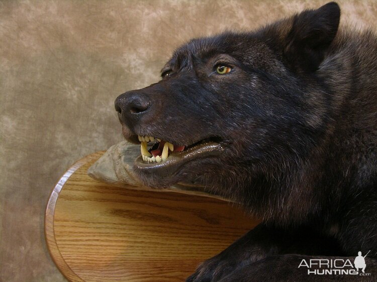 Taxidermy Running Wolf Wall Mount