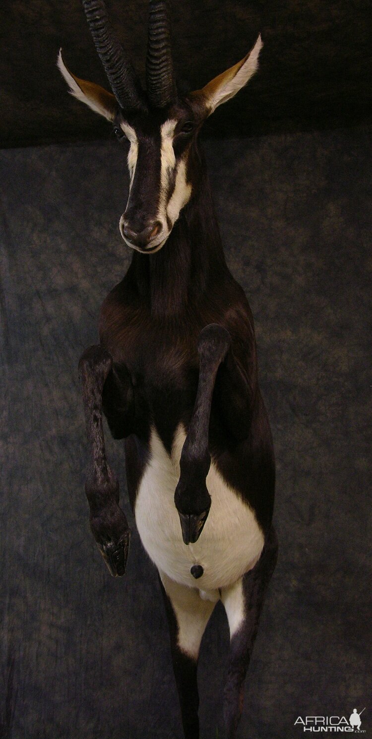 Taxidermy Sable