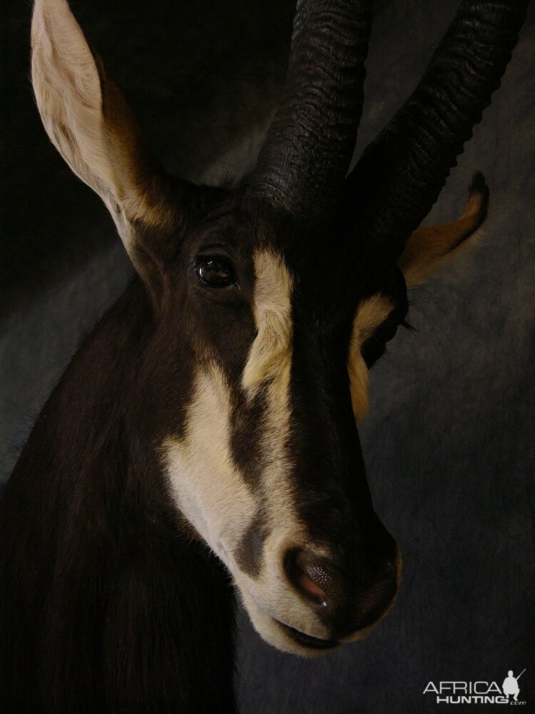 Taxidermy Sable