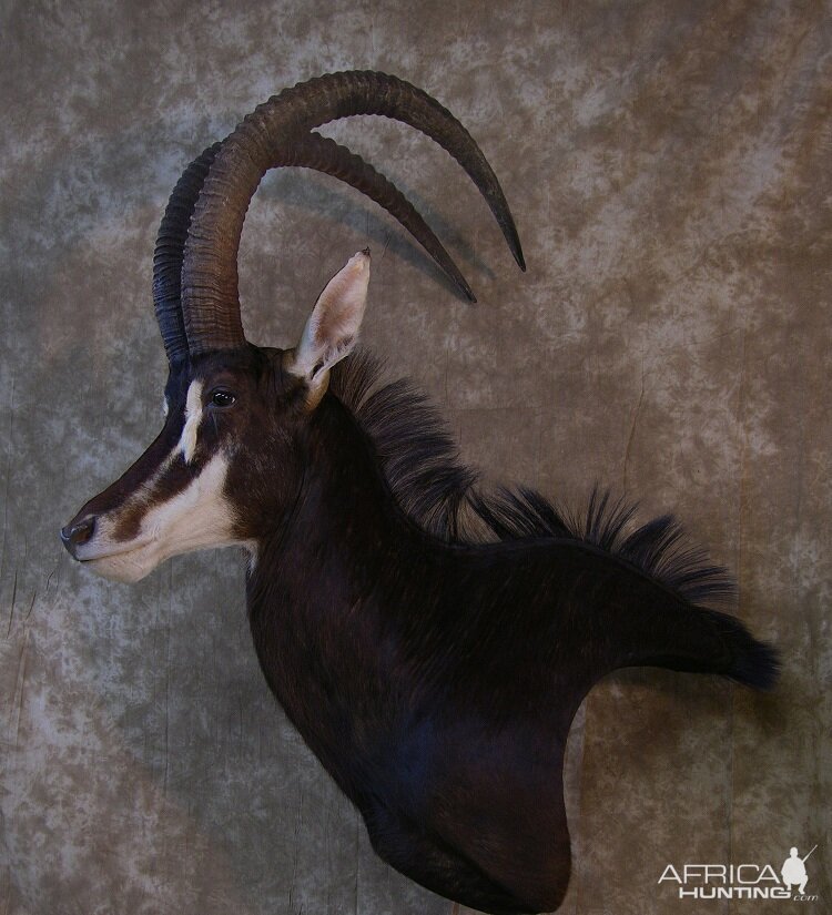 Taxidermy Sable