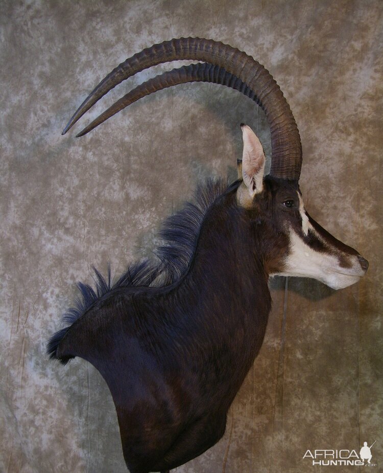 Taxidermy Sable