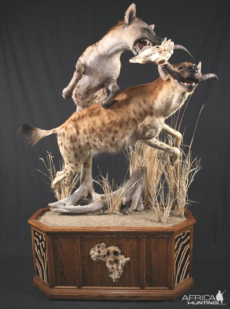 Taxidermy Scene Hunting   Full