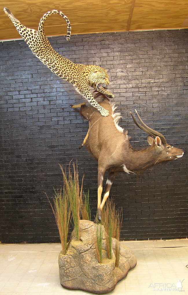 Taxidermy Scene