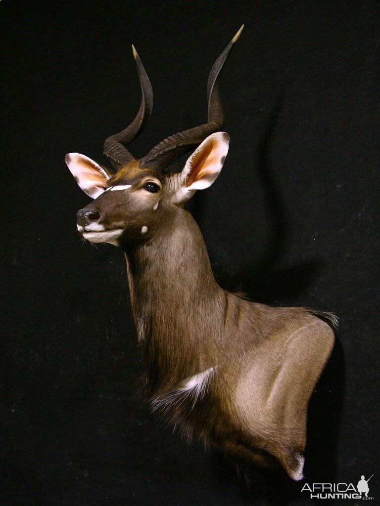 Taxidermy Shoulder Mount Nyala 30" Inch