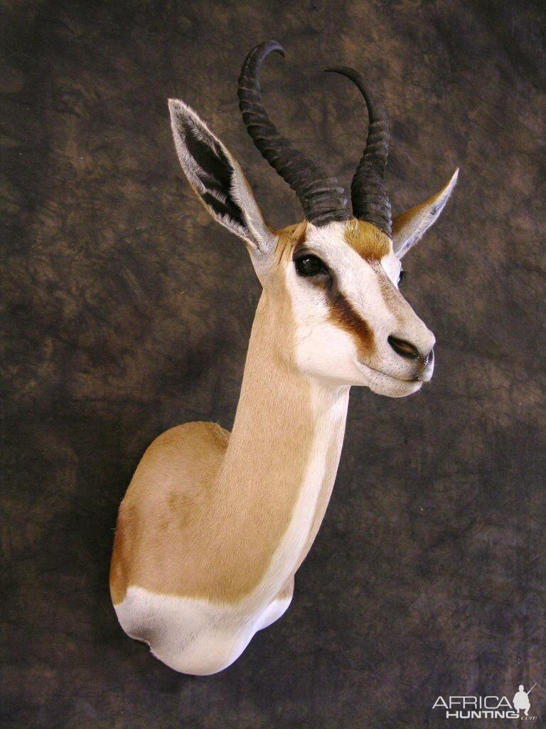 Taxidermy Springbok