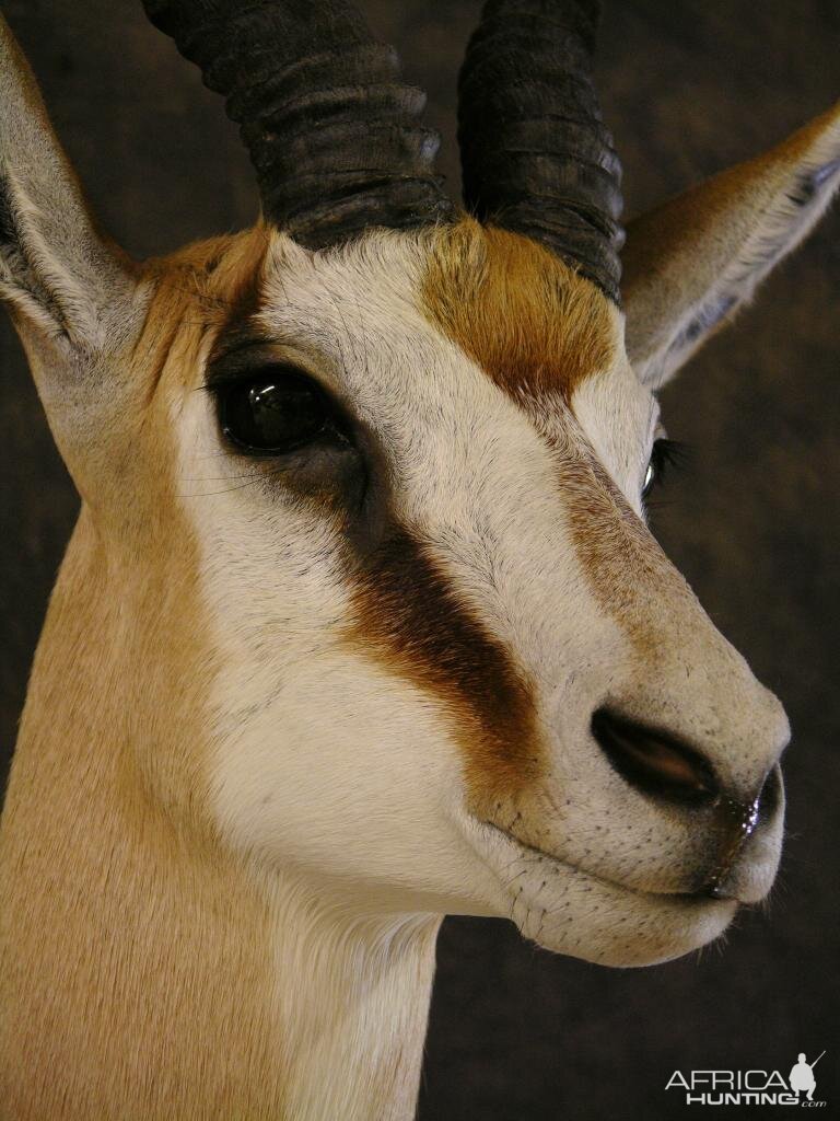 Taxidermy Springbok