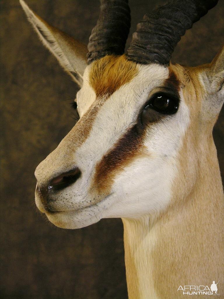 Taxidermy Springbok