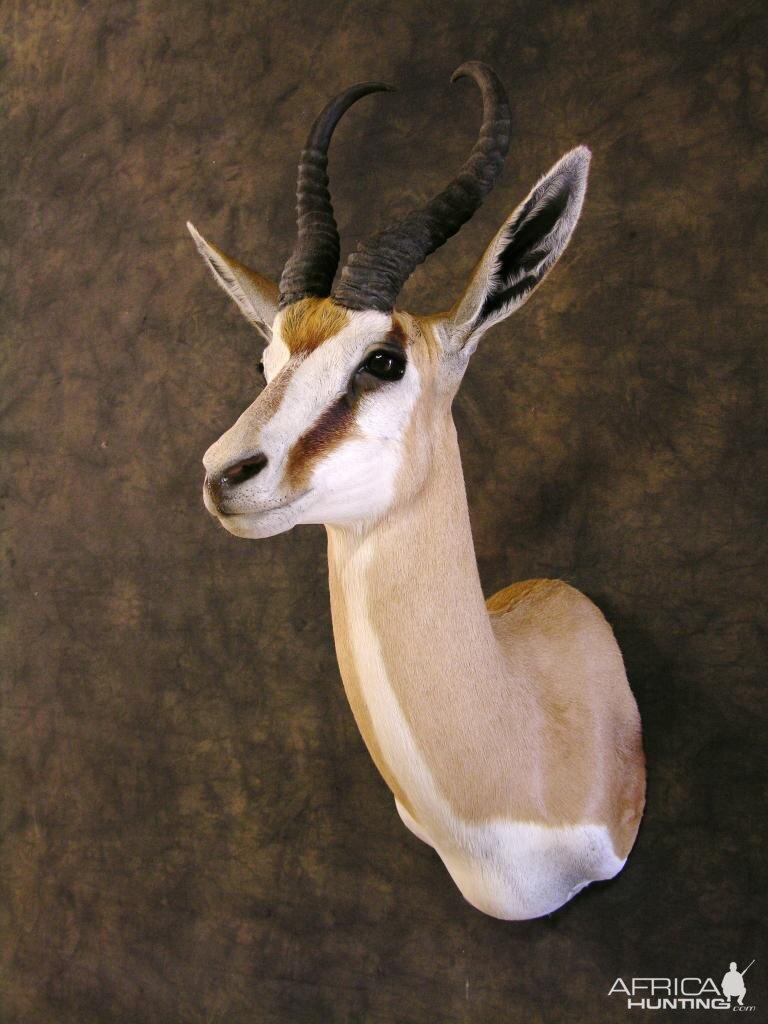 Taxidermy Springbok