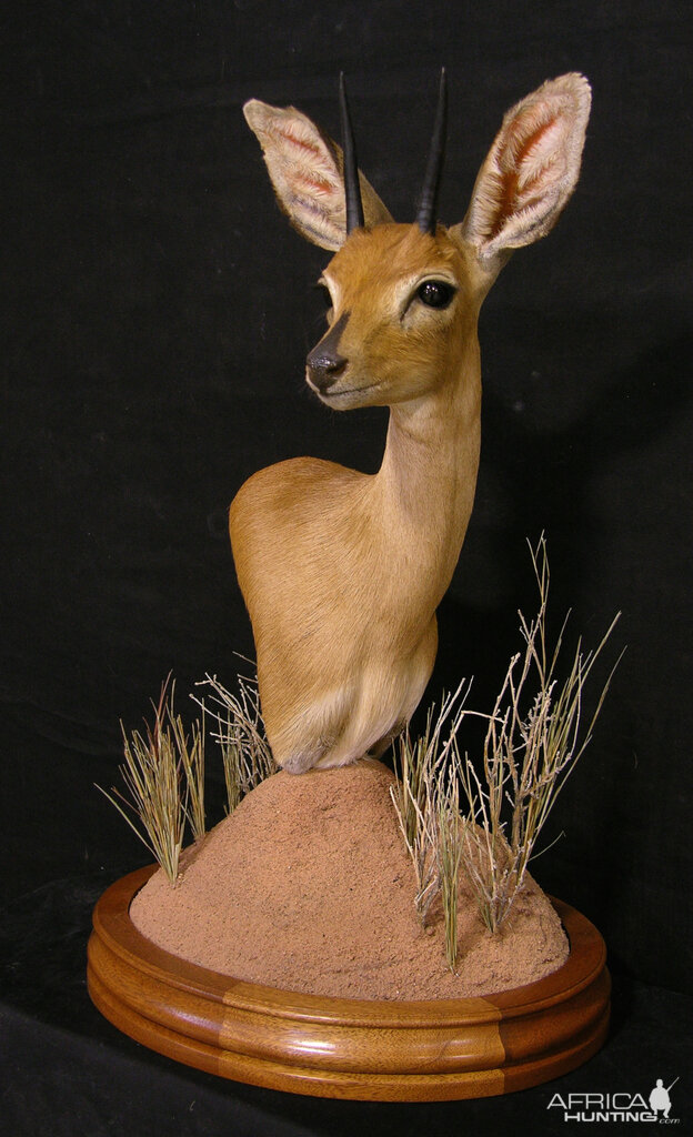 Taxidermy Steenbok Pedestal