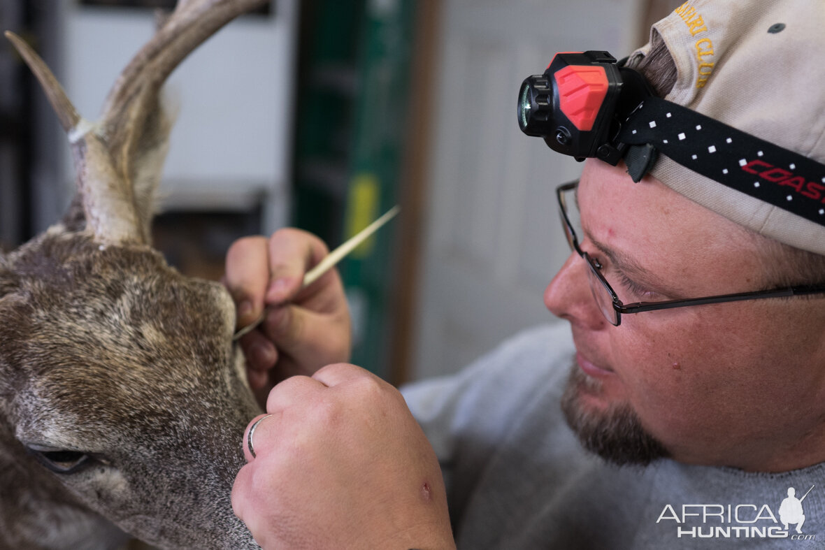 Taxidermy Workshop