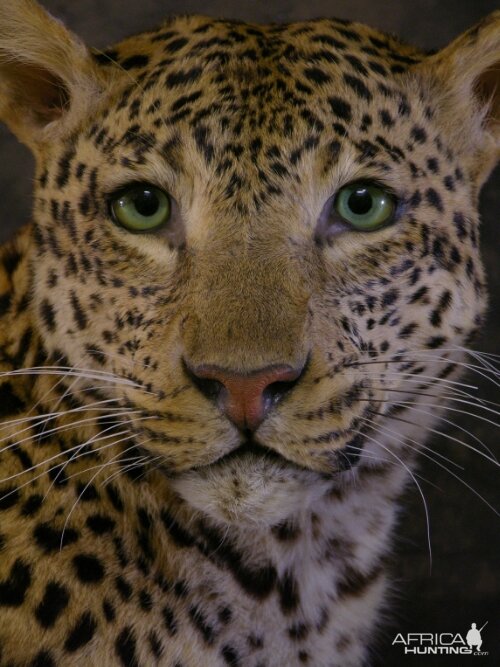 Taxidermy Young Leopard