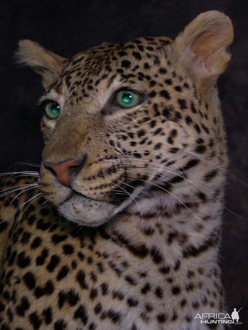 Taxidermy Young Leopard