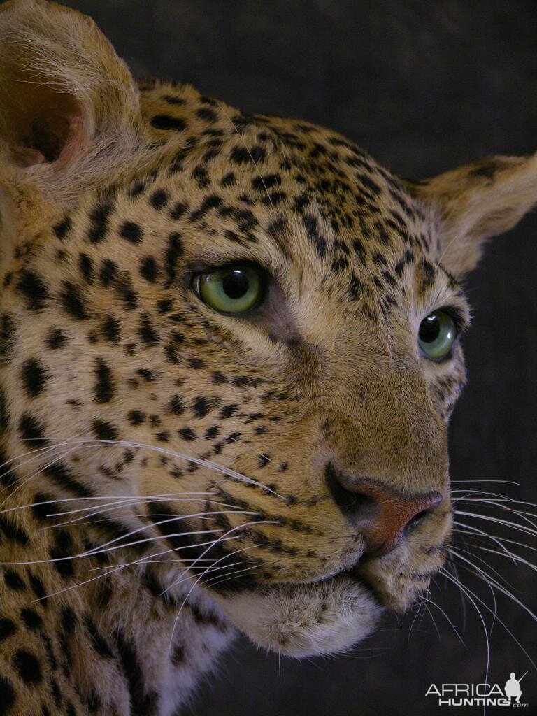 Taxidermy Young Leopard