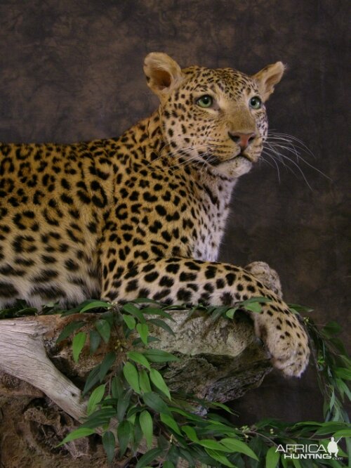 Taxidermy Young Leopard