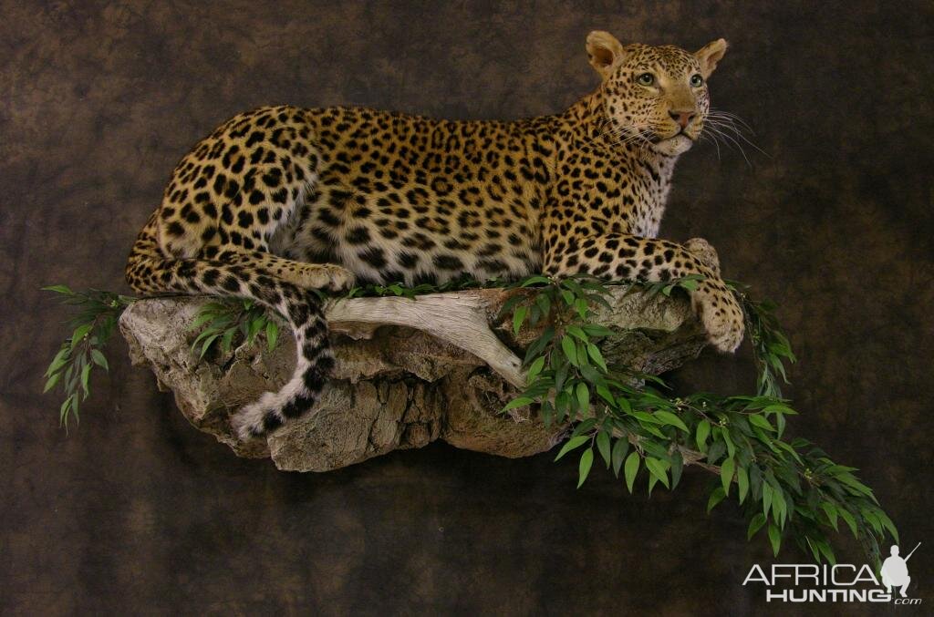 Taxidermy Young Leopard