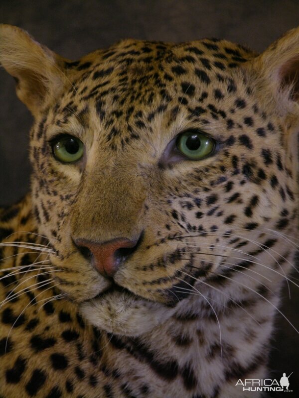 Taxidermy Young Leopard