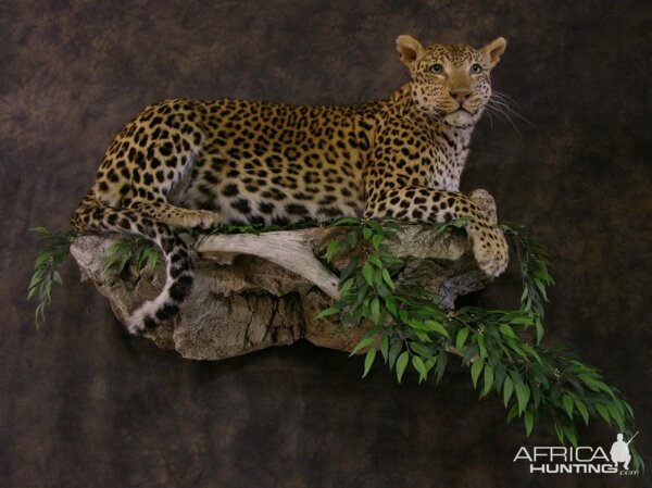 Taxidermy Young Leopard